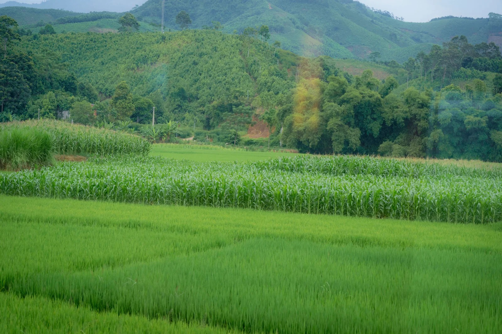 Rice paddies and forested hills seen along the northern Vietnam railway